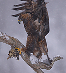 BB 08 0002 / Aquila chrysaetos / Kongeørn